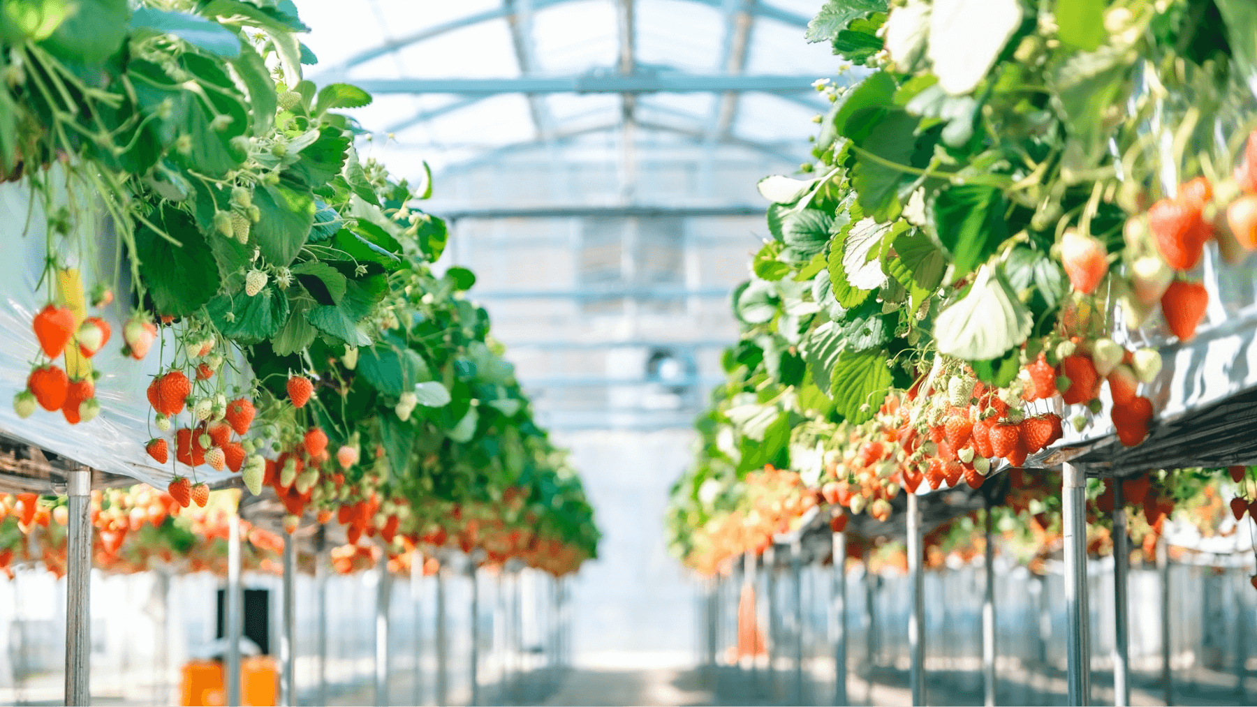 「原田いちごファーム」でのいちご狩り