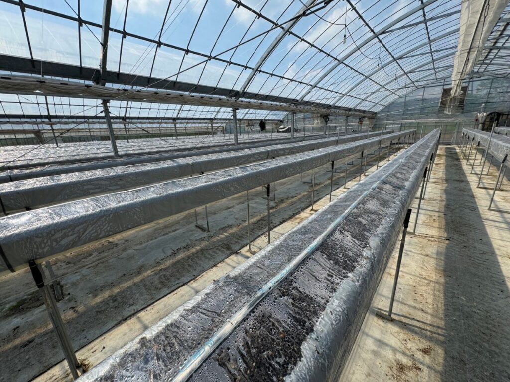 イチゴ栽培の土壌管理