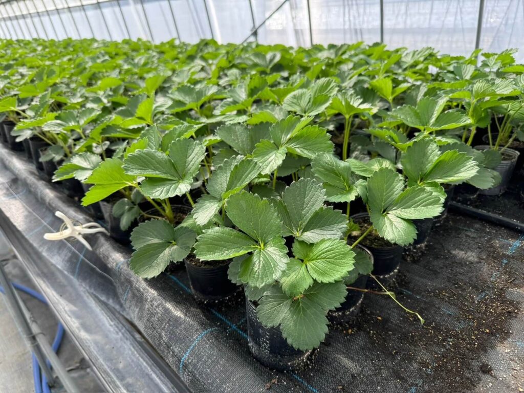 イチゴの苗