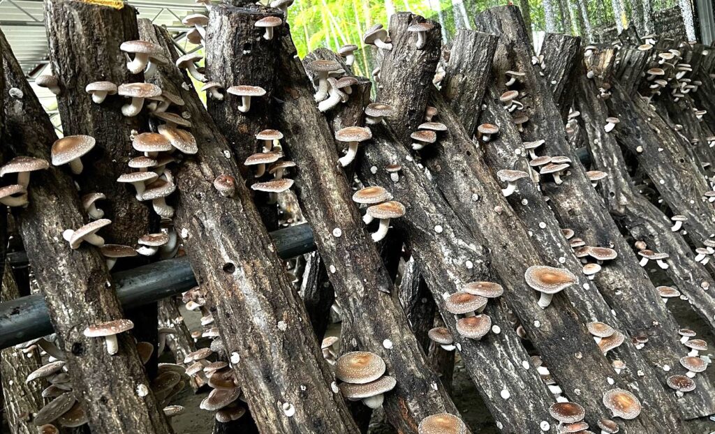 椎茸園有馬富士の新鮮なしいたけ