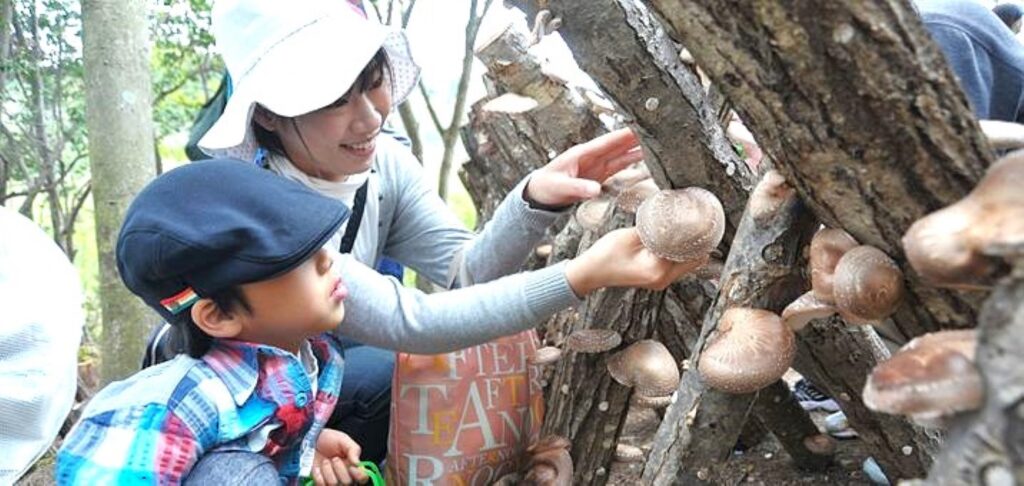 しい茸園有馬富士でのしいたけ狩り