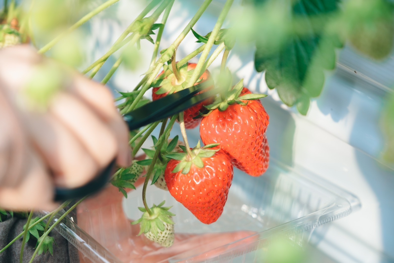 サムネイル写真