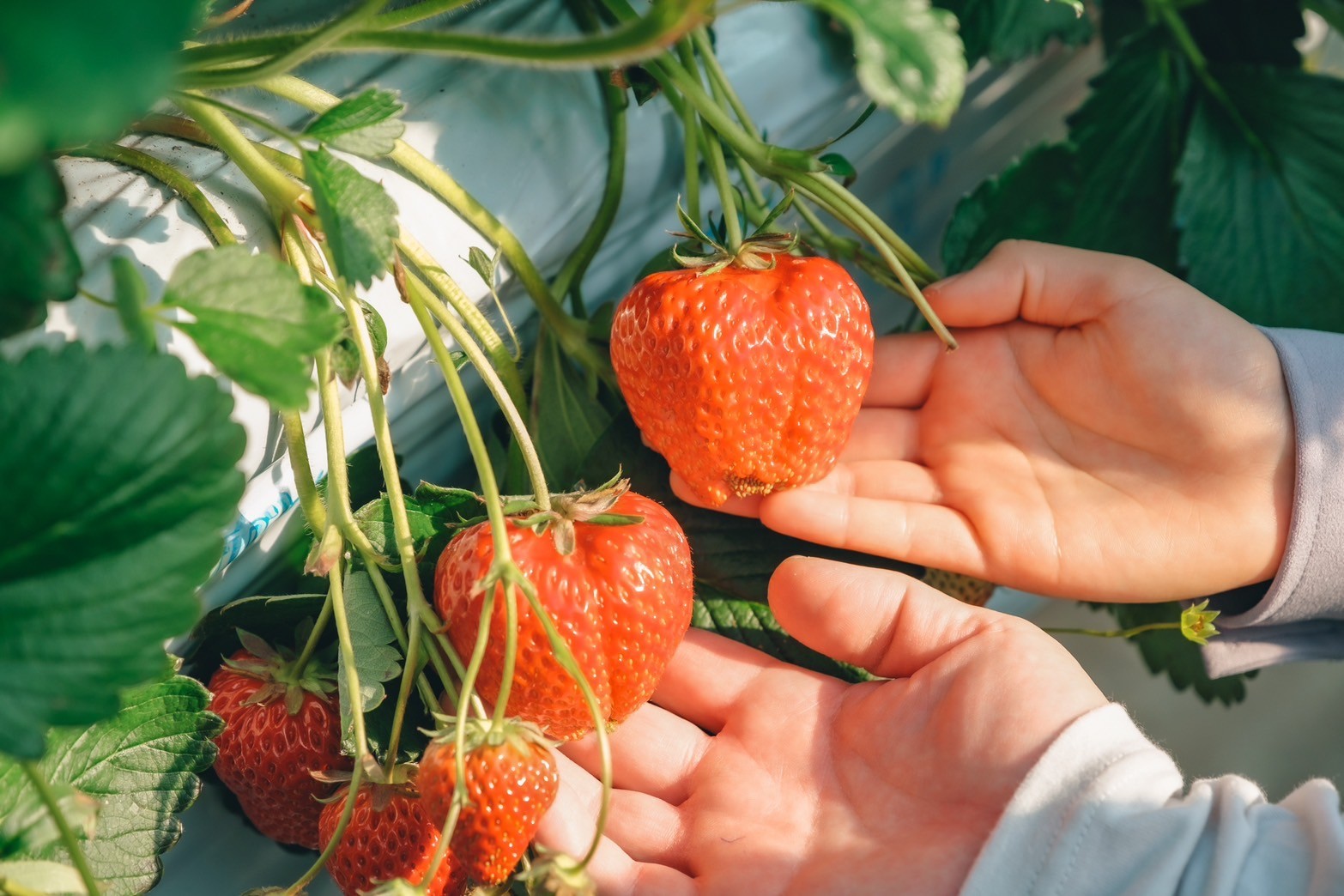 サムネイル写真