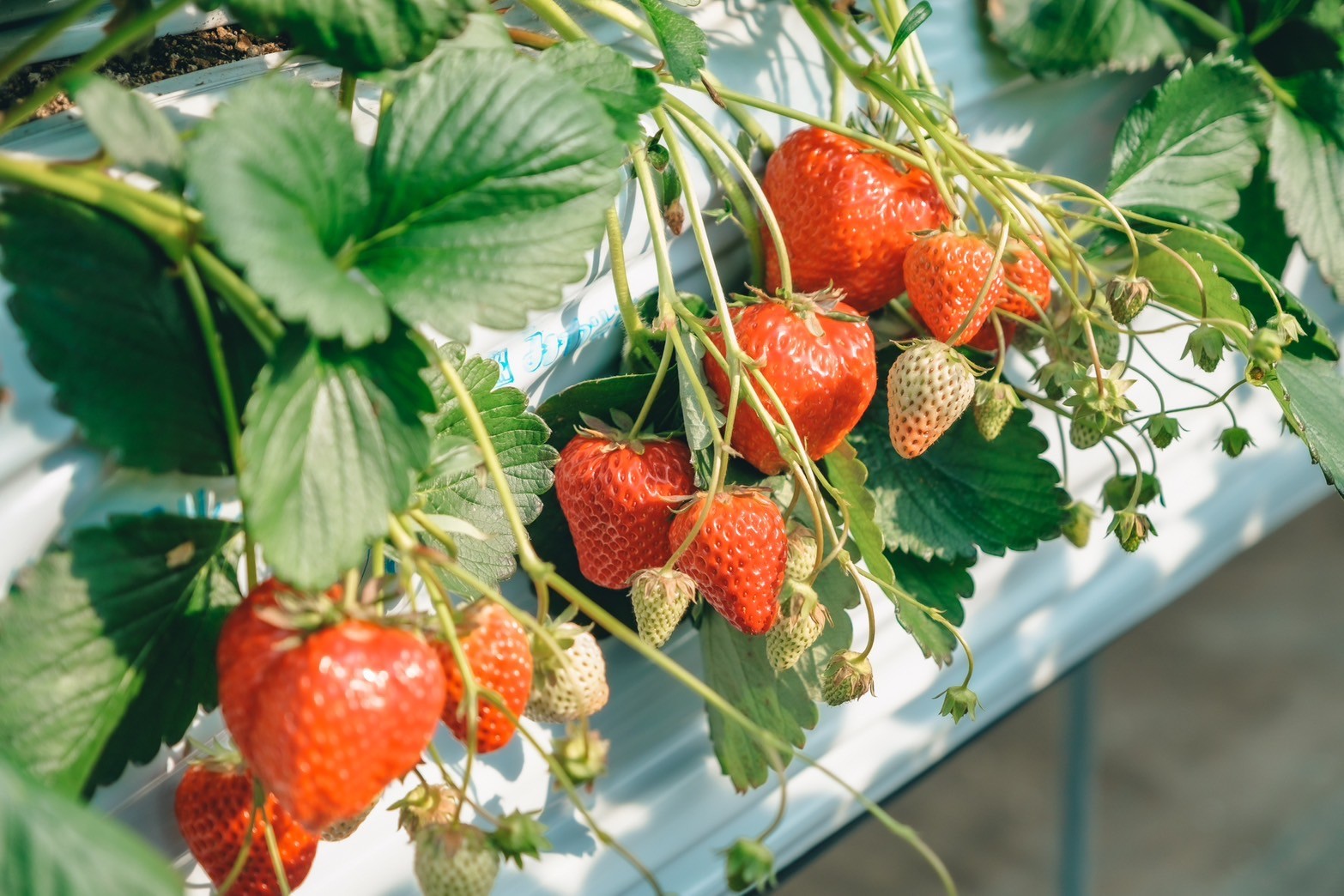 サムネイル写真